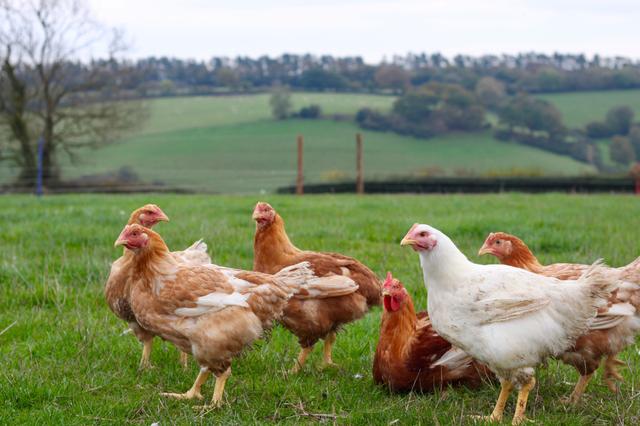  Gara-gara Gak Teliti, Pria Ini Tak Sengaja Beli 1.000 Ekor Ayam di Situs Online