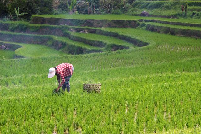 Telkom Buka Pembiayaan Rp50 M per Bulan untuk Modal dan Digitalisasi Petani