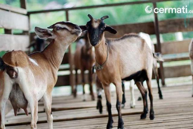 Ingin Beli Hewan Qurban Online? Cek Dulu Harga dan Tempatnya