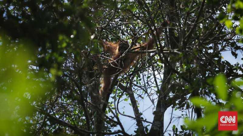 WNA Rusia Selundupkan Orangutan dalam Kondisi Tak Sadar