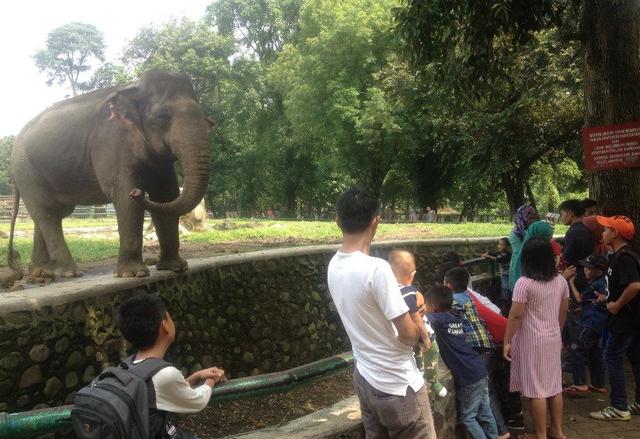  Bukan Atraksi Satwa, Ini 4 Wahana Baru Andalan Ragunan 