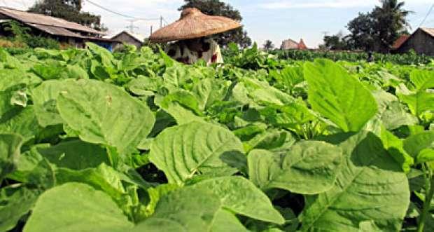 Manfaat Daun Bayam untuk Jantung, Simak Penelitiannya