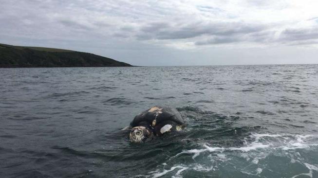 Miris, 3 Penyu Mati dengan Mulut Penuh Sampah di Pulau Pari