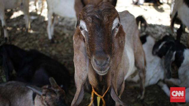 Penjelasan Ilmiah di Balik Bau Prengus Kambing