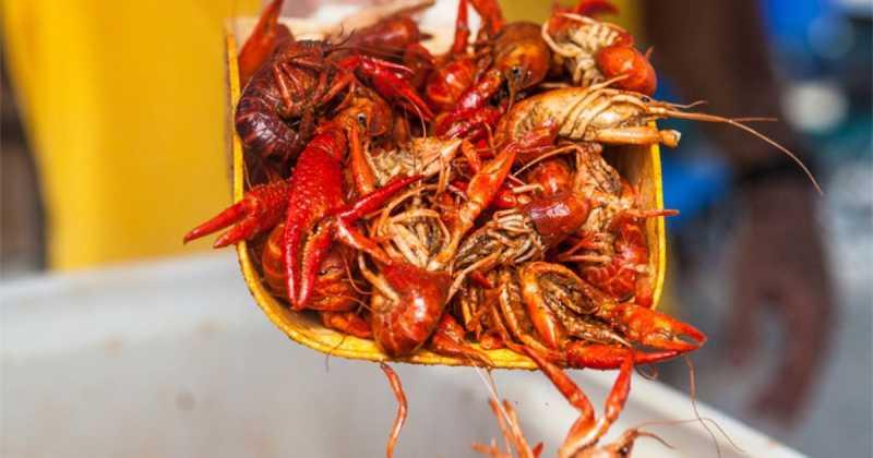 Lezatnya Cita Rasa Lobster Air Tawar