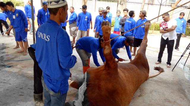 Momen Lucu Saat Sapi Kurban di Polda Metro Kabur dan Rusak Pagar