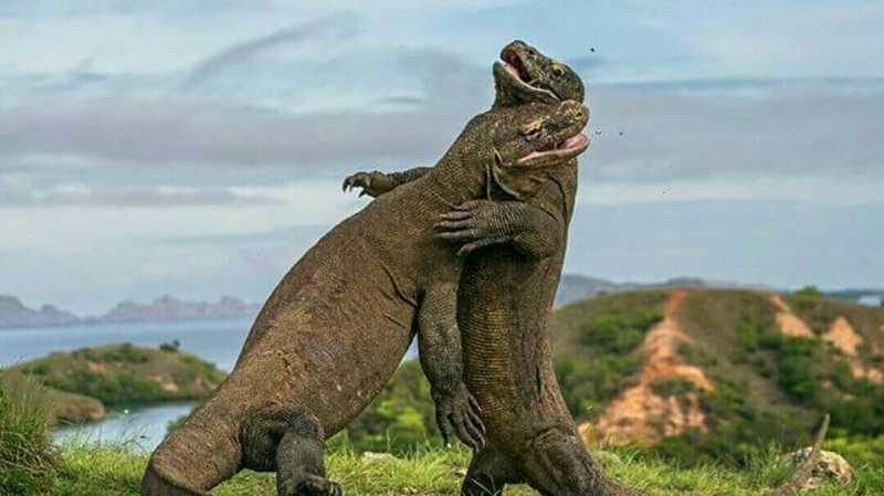 Selamat, Pulau Komodo Masuk 10 Besar Destinasi Terbaik di Asia