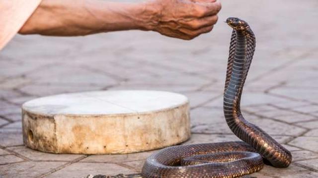 Jadi Viral, Pengantin Ini Bikin Foto Pernikahan Bareng Ular Kobra