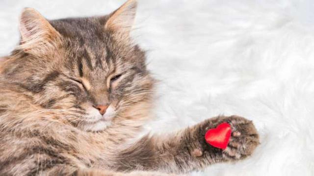 Manjakan Kucing Anda di Hotel Bintang Lima Ini