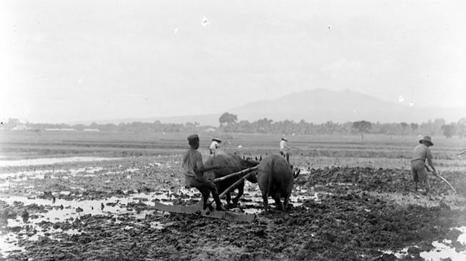 Sejarah Sawah di Zaman Kolonial