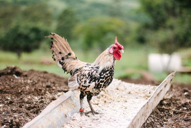 Polisi Selidiki Kasus Telur Ayam Palsu yang Sedang Marak di Aceh