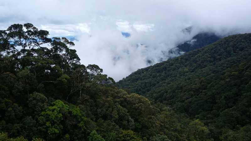 Menilik Jejak Masa Depan Harimau Sumatera di Hutan Aceh